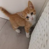 Adopta a Coquito