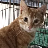 Adopta a Chunguito Enrique