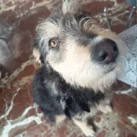 Adopta a Curra