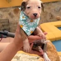 Adopta a Zambia