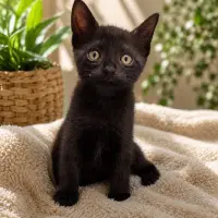 Adopta a Azabache