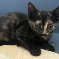 Adopta a Vichy