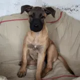 Adopta a Iris❤️