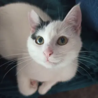 Coco