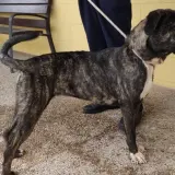 Adopta a Fanny