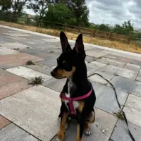 Adopta a Lola
