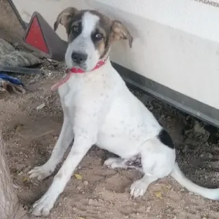 Coda
