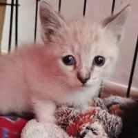 Adopta a Bri