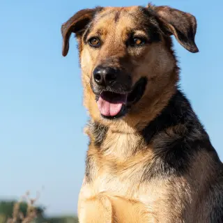 André