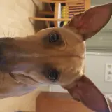 Adopta a Malva