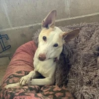 Adopta a Coski