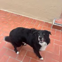 Adopta a Max