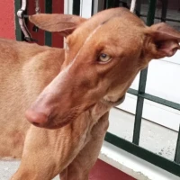 Adopta a Azucena