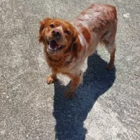 Adopta a Vela