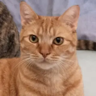Nico