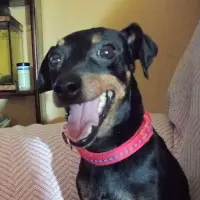 Adopta a Laila
