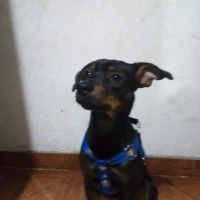 Adopta a Coco