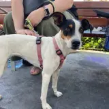 Adopta a Pepita