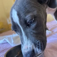 Adopta a Lobo