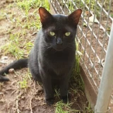 Adopta a Neko