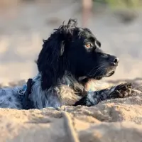 Adopta a Cintu