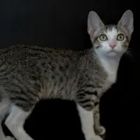 Adopta a Wasabi