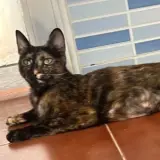 Adopta a Abby