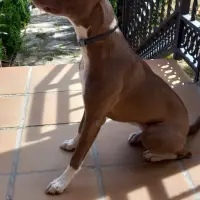 Adopta a Chanel