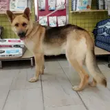 Adopta a Chilli