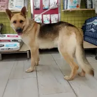 Adopta a Chilli