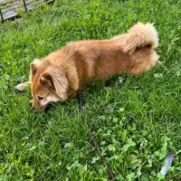 Adopta a Benji