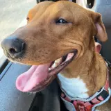 Adopta a Nexus