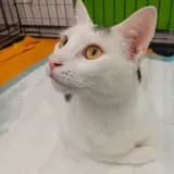 Adopta a Tiger