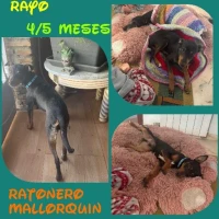 Adopta a Rayo