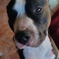 Adopta a Zeus