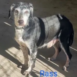 Rass