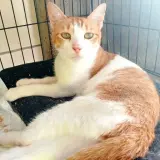 Adopta a Patito