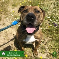 Adopta a Broli