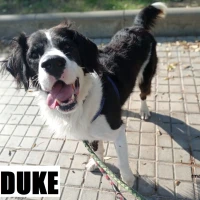Adopta a Duke