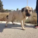 Adopta a Saul