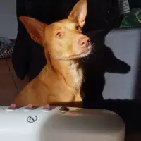 Adopta a Bimba