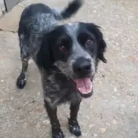 Adopta a Lennon