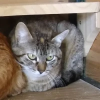 Adopta a Noor y Tomas