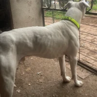 Adopta a Ares