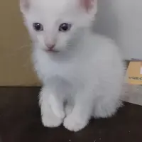 Adopta a Nieve