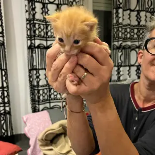 Gatitos