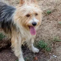 Adopta a Chita