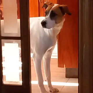 Baffy