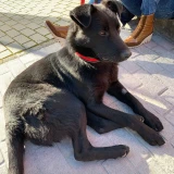 Adopta a Nero