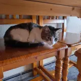 Adopta a Maki